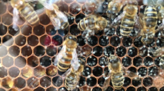 Le savoir-faire de l’apiculteur