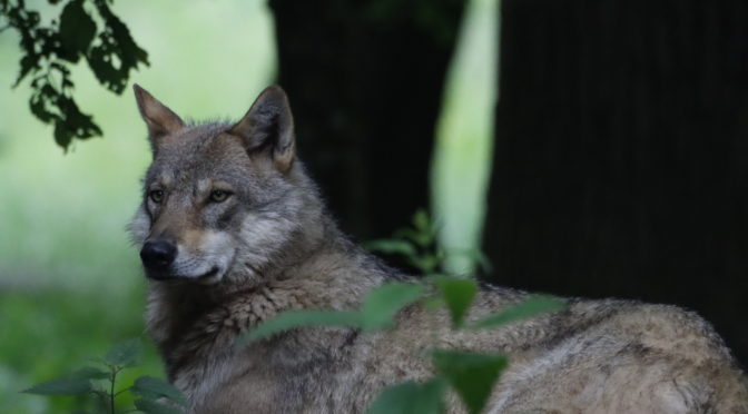 Le Loup : Fascination, Peurs et Cohabitation